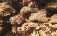 Fimbriaphyllia ancora