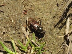 Chalcosyrphus nemorum