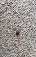 Disonycha leptolineata