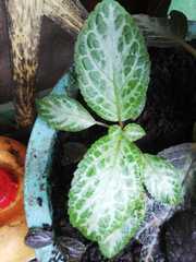 Episcia cupreata