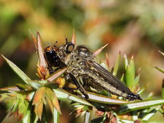 Dysmachus fuscipennis