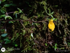Calceolaria mexicana