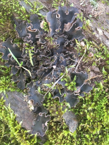 iNaturalist observation photo of tree pelt lichen