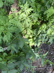 Vincetoxicum rossicum