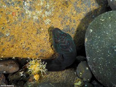Lepadogaster lepadogaster