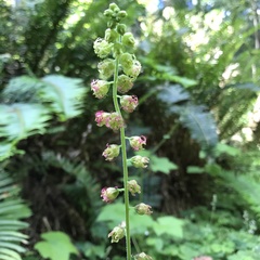 Tellima