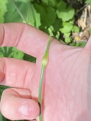 Vincetoxicum rossicum
