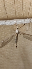 Acutipula