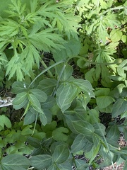Vincetoxicum rossicum