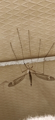 Acutipula