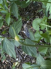 Vincetoxicum rossicum