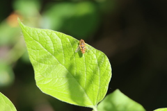 Parhelophilus integer