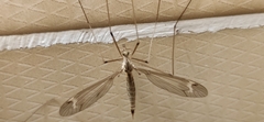 Acutipula