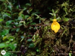Calceolaria mexicana