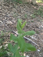 Digitalis grandiflora