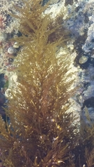 Sargassum horneri