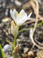 Ornithogalum concinnum