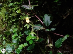 Calceolaria mexicana
