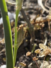 Ornithogalum concinnum