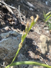 Ornithogalum concinnum