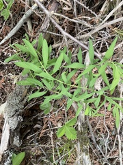 Polygala senega