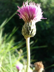 Cirsium filipendulum