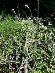 Cirsium filipendulum