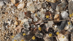 Eriogonum reniforme