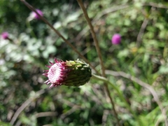 Cirsium filipendulum
