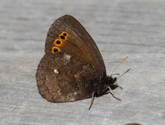Erebia mancinus