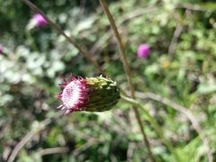 Cirsium filipendulum
