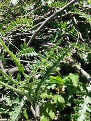 Cirsium filipendulum
