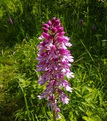 Orchis × hybrida