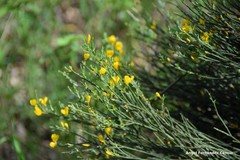 Genista cinerascens