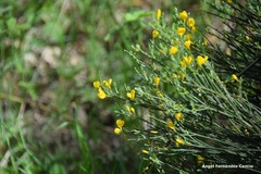 Genista cinerascens