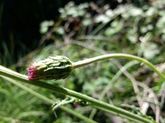Cirsium filipendulum