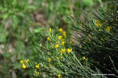Genista cinerascens
