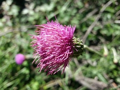 Cirsium filipendulum