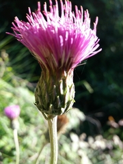 Cirsium filipendulum