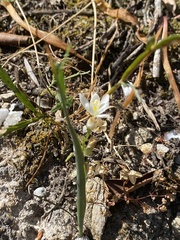 Ornithogalum concinnum