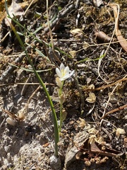 Ornithogalum concinnum