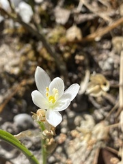 Ornithogalum concinnum
