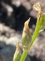 Ornithogalum concinnum