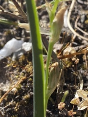 Ornithogalum concinnum