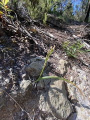 Ornithogalum concinnum