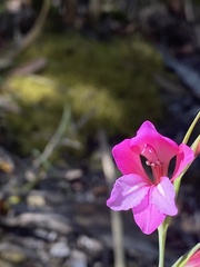 Gladiolus