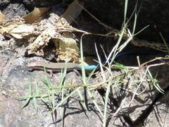 Plestiodon callicephalus