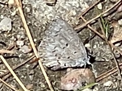 Celastrina serotina