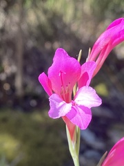 Gladiolus