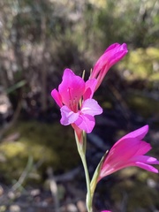Gladiolus